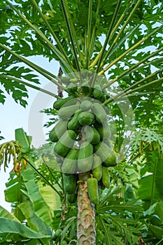 Papaya green tree with papaya fruits in plantation agriculture