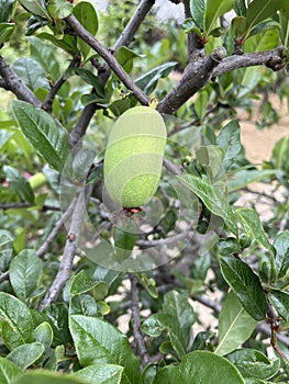 Papaya is growing in early summer