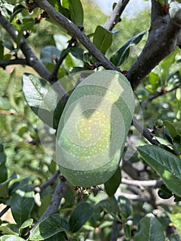 Papaya is growing in early summer