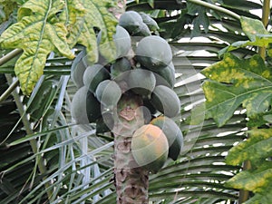 Papaya growing on tree - tropical fruit - healthy organic diet