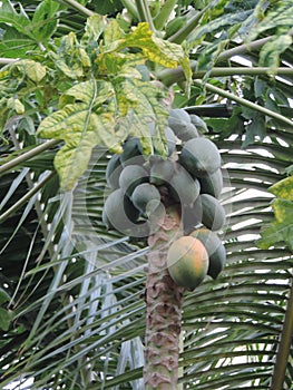 Papaya growing on tree - tropical fruit - healthy organic diet