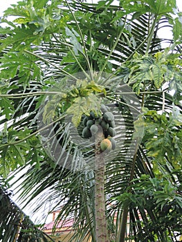 Papaya growing on tree - tropical fruit - healthy organic diet