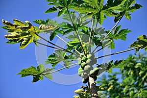 Papaya growing in the wild in Hawaii