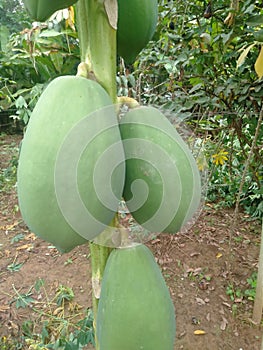 Papaya is a healthy fruith