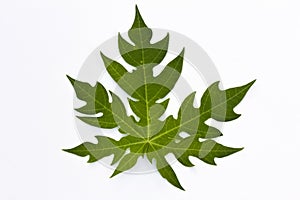 A papaya leaf