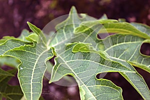 Papaya leaf