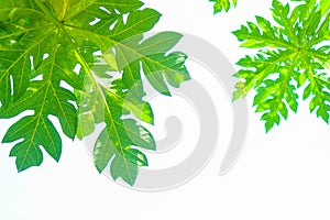 Papaya leaf background image. green natural background