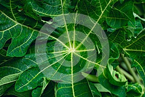 This is a papaya leaf close-up macro shot in the daytime in india