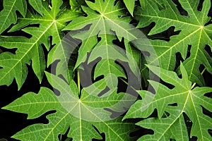 Papaya leaf