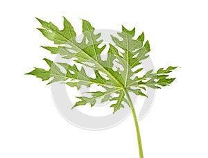 Papaya leaf, Green papaya leaves, Tropical foliage isolated on white background with clipping path