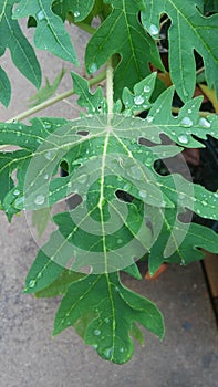 Papaya leaf growing papayas