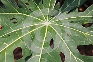 Papaya leaf