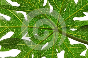 Papaya Leaf isolated