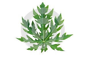 Papaya Leaf isolated