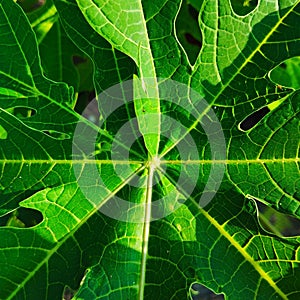 Papaya Leaf isolated Green papaya Leaf isolated.