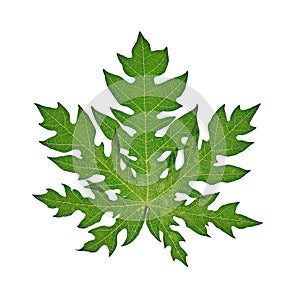 Papaya leaf isolated on white
