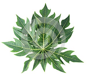 Papaya leaf isolated on white.