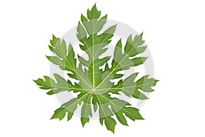 Papaya leaf isolated on white background