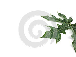 Papaya leaf isolated on white background