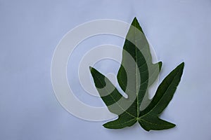 Papaya leaf isolated on white background