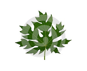 Papaya leaf isolated on the white background