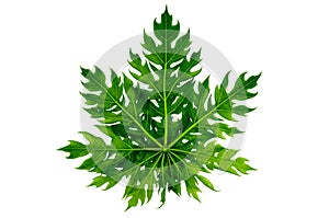 Papaya leaf isolated