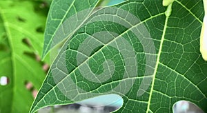 papaya leaf texture