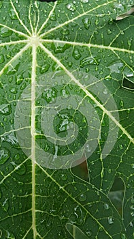 Papaya leave with rain drop , background texture