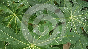 Papaya leave with rain drop , background texture