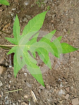 Papaya leaves, characterized by their large size and deeply lobed structur photo