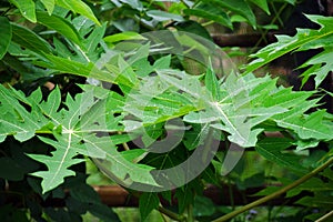 Papaya leaves contain alkaloids and flavonoids