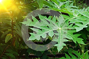 Papaya leaves contain alkaloids and flavonoids