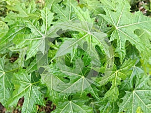 Papaya leaves drops of morning dew