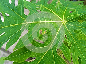 Papaya leaves are green, the leaf blades resemble human hands with a very bitter taste