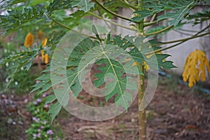 Papaya leaves, fruit tree originate from tropical America photo