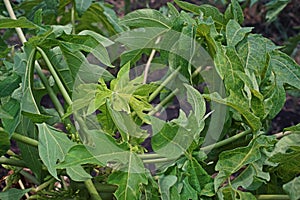 Papaya leaves yellowing and malformation from viruses infection