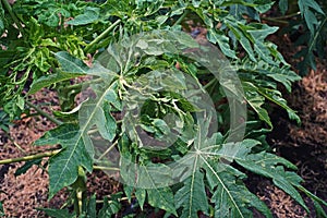 Papaya leaves yellowing and malformation from viruses infection