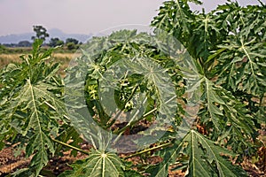 Papaya leaves yellowing and malformation from viruses infection