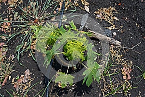 Papaya leaves yellowing and malformation from viruses infection