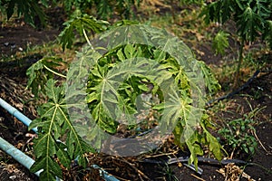 Papaya leaves yellowing and malformation from viruses infection