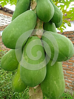 Papaya is not yet time to pick or consume