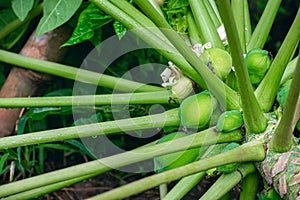 The papaya, papaw, or pawpaw is the plant Carica papaya, one of the 22 accepted species