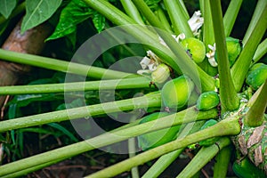 The papaya, papaw, or pawpaw is the plant Carica papaya, one of the 22 accepted species