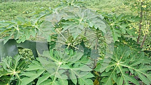 Papaya Plant