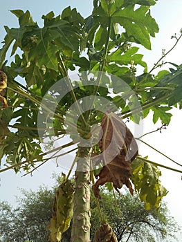 PAPAYA PLANT BINOMIAL NAME; CARICA PAPAYA