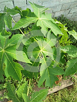 PAPAYA PLANT BINOMIAL NAME; CARICA PAPAYA