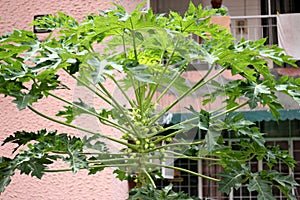 Papaya plant, Carica papaya, cultivar Coorg Honey Dew,