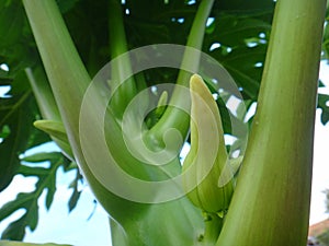 Papaya plant with flower bud