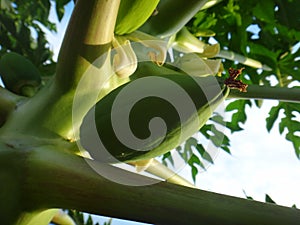 Papaya plant with fruits