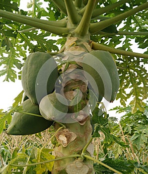 Papaya plant with fruits. Botanical, nature.